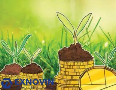 بیت کوین در نظرسنجی پیتر شیف؛ نتایج ژوئیه 2020 تصویر مفهومی نگهداری بیت کوین با جوانه ها و سکه ها